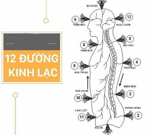 12 đường kinh chính