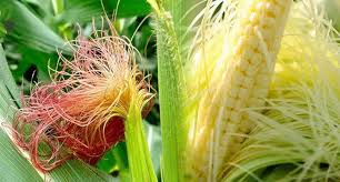 Công Dụng Của Râu Bắp (Râu Ngô)